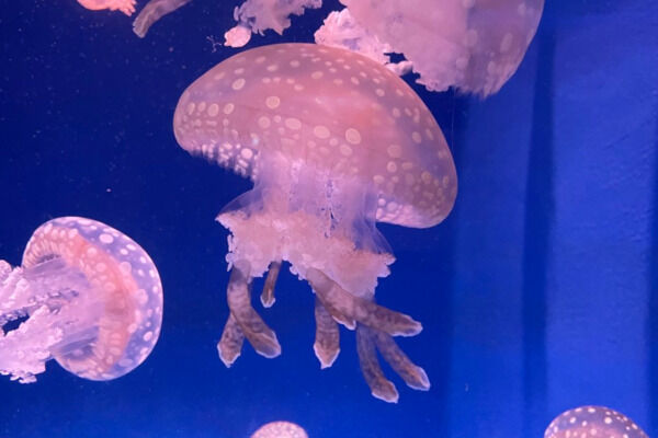 【新】タコクラゲプラン