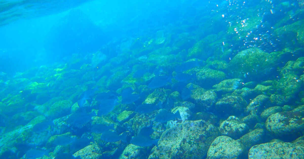 2023冬 ダイビングレポート@富戸ヨコバマ【おでかけレポ】